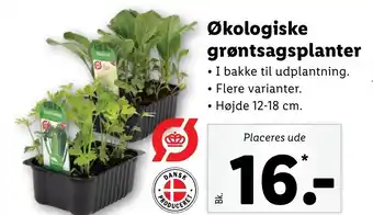 Lidl Økologiske grøntsagsplanter tilbud