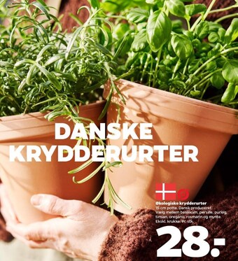 Netto Økologiske krydderurter tilbud