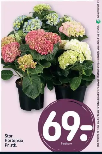 REMA 1000 Stor Hortensia Pr. stk. tilbud