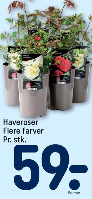 REMA 1000 Haveroser Flere farver Pr. stk. tilbud