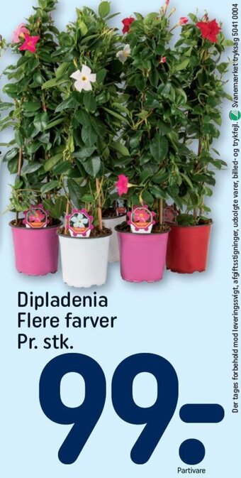 REMA 1000 Dipladenia Flere farver Pr. stk. tilbud