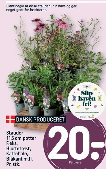 REMA 1000 Stauder 11,5 cm potter f.eks. hjortetrøst, kattehale, blåkant m.fl. tilbud