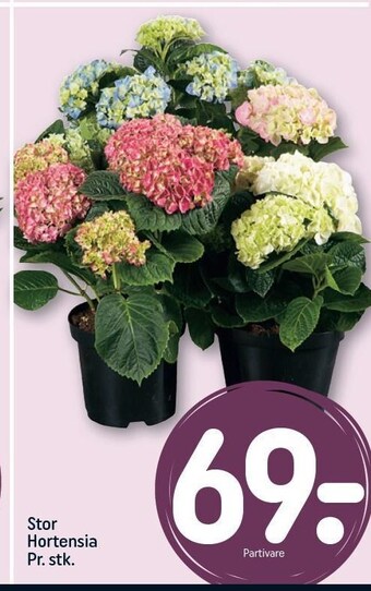 REMA 1000 Stor hortensia tilbud