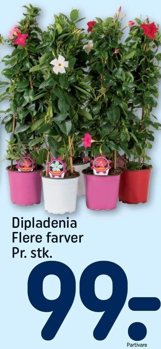 Dipladenia