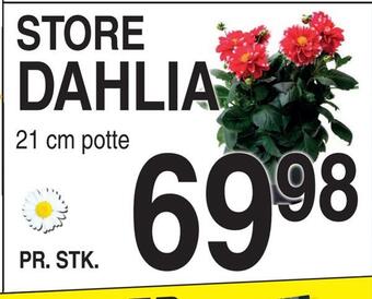 ABC Lavpris Dahlia tilbud