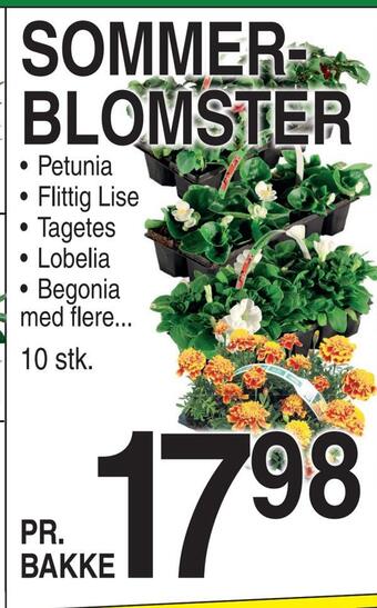 ABC Lavpris Sommerblomster tilbud