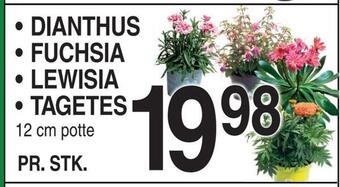 ABC Lavpris Dianthus • fuchsia • lewisia • tagetes tilbud