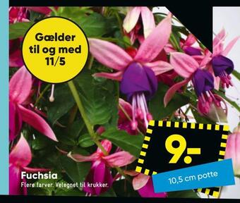 Bilka Fuchsia tilbud