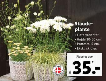 Lidl Staudeplante tilbud