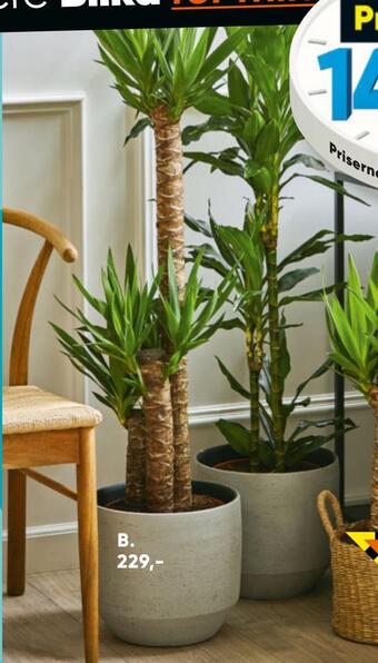 Bilka Grøn plante tilbud