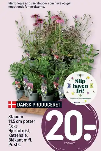REMA 1000 Stauder 11,5 cm potter tilbud