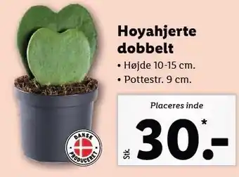 Lidl Hoyahjerte dobbelt 10-15 cm tilbud