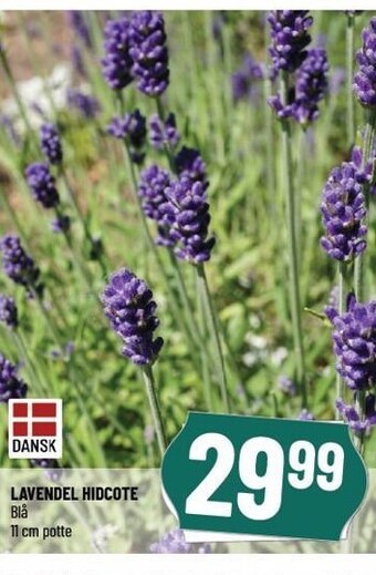 Lavendel hidcote