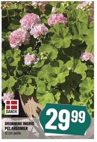 Løvbjerg Dronning ingrid pelargonier tilbud