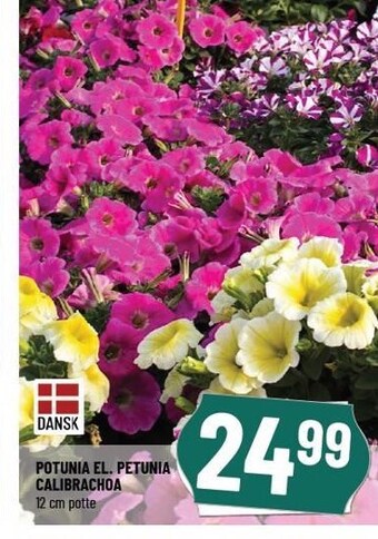 Løvbjerg Potunia el. petunia calibrachoa tilbud