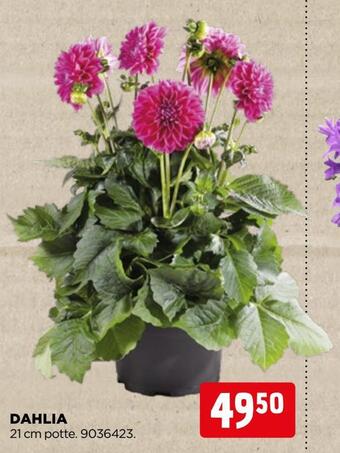 jem & fix Dahlia tilbud