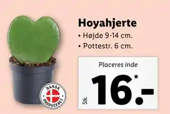 Lidl Hoyahjerte tilbud