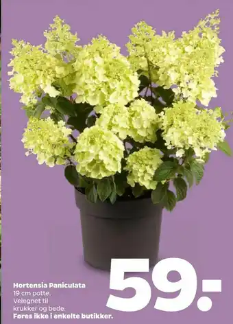 Netto Hortensia Paniculata tilbud