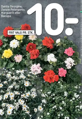 REMA 1000 Dahlia Georgine, Zonale Pelargonia, Marguerit eller Bacopa tilbud