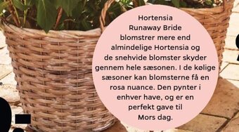 Netto Kurv med hank tilbud