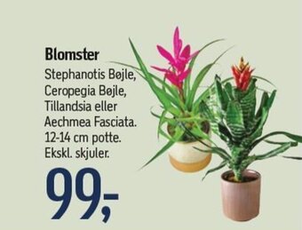 Blomster