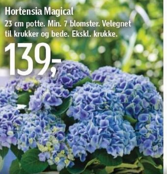 Føtex Hortensia Magical tilbud