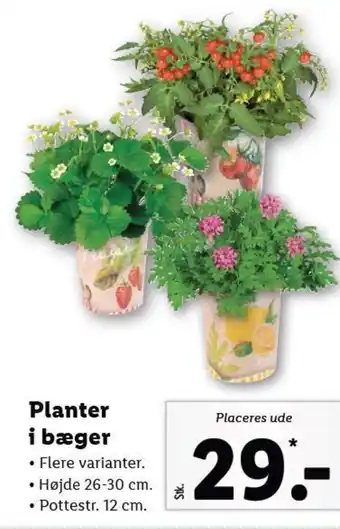 Lidl Planter i bæger tilbud