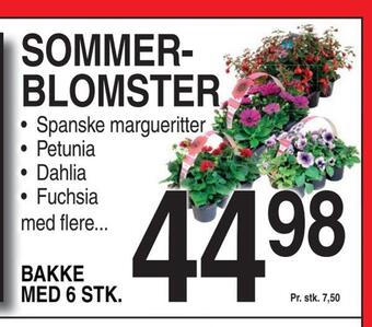 ABC Lavpris Sommerblomster tilbud
