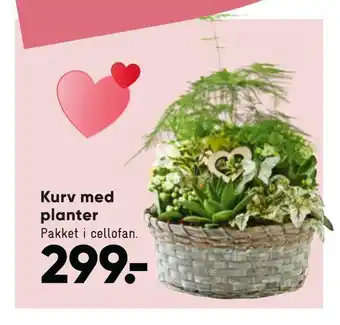 Bilka Kurv med planter tilbud