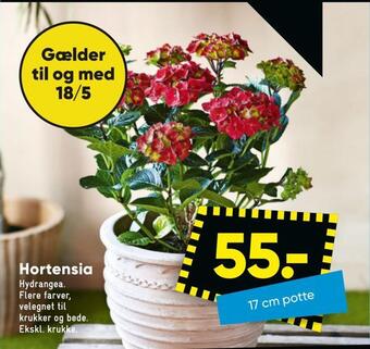 Bilka Hortensia tilbud