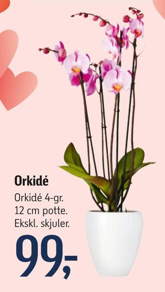 Orkidé