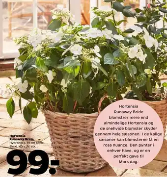 Netto Hortensia runaway bride tilbud