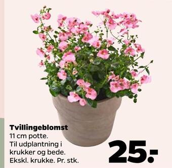 Netto Tvillingeblomst tilbud