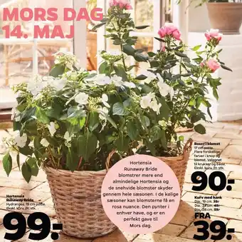 Hortensia runaway bride, roser i blomst el. kurv m. hank