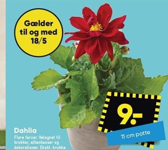 Bilka Dahlia tilbud