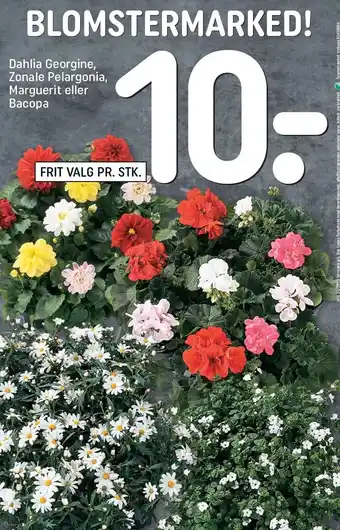 REMA 1000 Dahlia georgine zonale pelargonia, marquerit el. bacopa tilbud