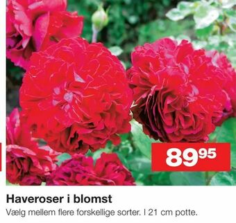 Haveroser i blomst