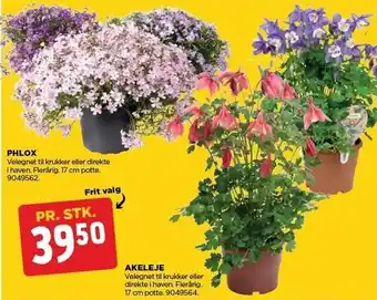 Phlox, akeleje