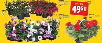 jem & fix Fuchsia, spanske margueritter, dahlia tilbud
