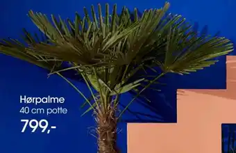 Bilka Hørpalme 40 cm potte tilbud