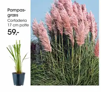 Bilka Pampas-graes Cortaderia 17 cm potte tilbud