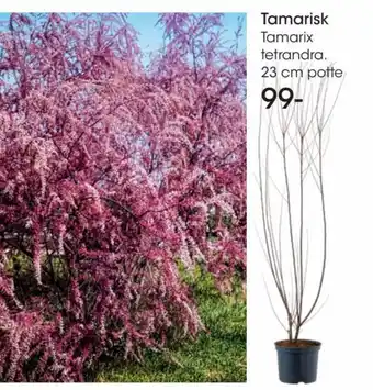 Bilka Tamarisk Tamarix tetrandra. 23 cm potte tilbud