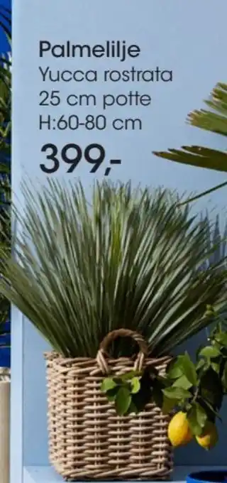 Bilka Palmelilje Yucca rostrata 25 cm potte H:60-80 cm tilbud