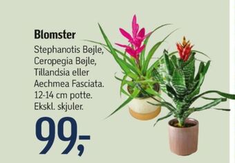 Føtex Ukendt planter tilbud