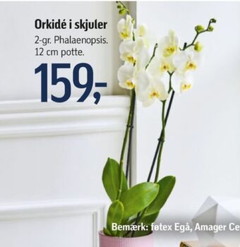 Føtex Ukendt planter tilbud