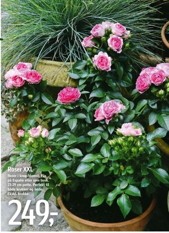 Føtex Ukendt planter tilbud