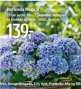 Føtex Ukendt planter tilbud