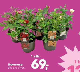 Ukendt planter