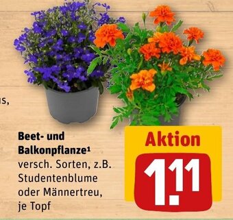 REWE DE Beet- und Balkonpflanze¹ tilbud