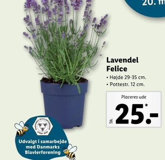 Lidl Lavendel Felice tilbud